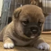 豆柴