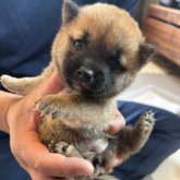 柴犬(豆柴)