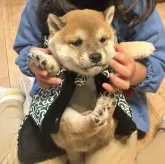 柴犬(標準サイズ)
