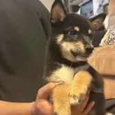 柴犬(標準サイズ)