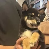 柴犬(標準サイズ)