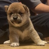 柴犬(標準サイズ)