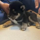 柴犬(標準サイズ)