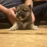 柴犬(標準サイズ)【滋賀県・女の子・2025年10月13日・赤】の写真1