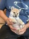 豆柴【滋賀県・男の子・2025年7月7日・赤】の写真3