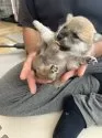 柴犬(標準サイズ)【滋賀県・男の子・2025年4月24日・赤】の写真3