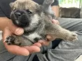 柴犬(標準サイズ)【滋賀県・男の子・2025年4月24日・赤】の写真4