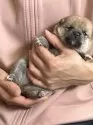 豆柴【滋賀県・男の子・2025年1月2日・赤】の写真6