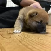 豆柴【滋賀県・男の子・2026年2月21日・赤】の写真7