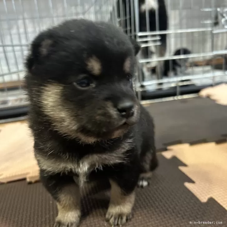 まほ 様のお迎えした子犬