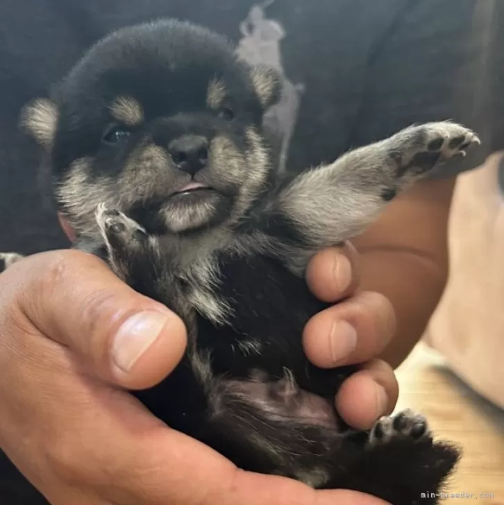 R.M 様のお迎えした子犬