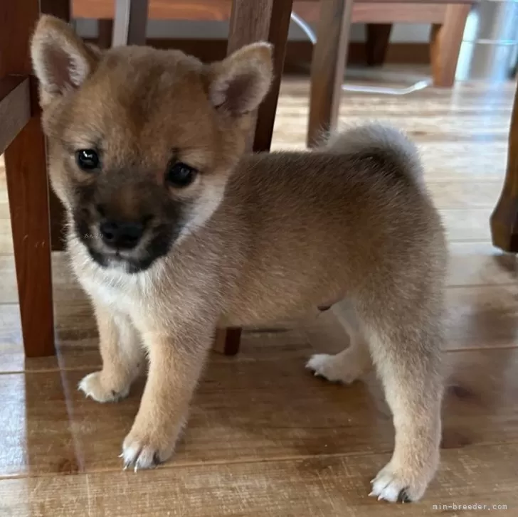K.K 様のお迎えした子犬