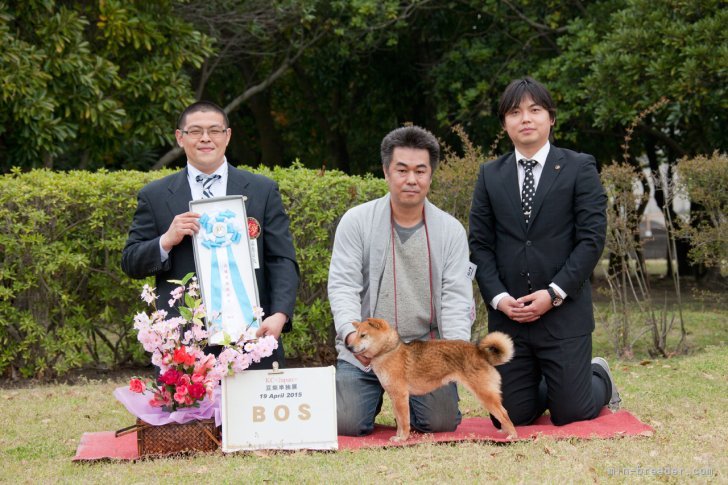 全犬種展BOS獲得｜西山　智幸(にしやま　ともゆき)ブリーダー(大阪府・柴犬・日本豆柴犬協会登録)の紹介写真1