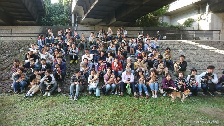 巣立った子たちとのつかの間の再会｜西山　智幸(にしやま　ともゆき)ブリーダー(大阪府・柴犬・日本豆柴犬協会登録)の紹介写真8