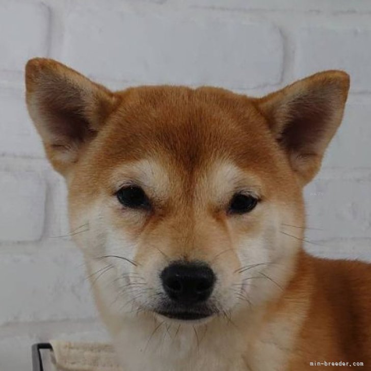 豆柴【大阪府・女の子・2024年5月26日・赤】犬種豆柴 人懐っこく