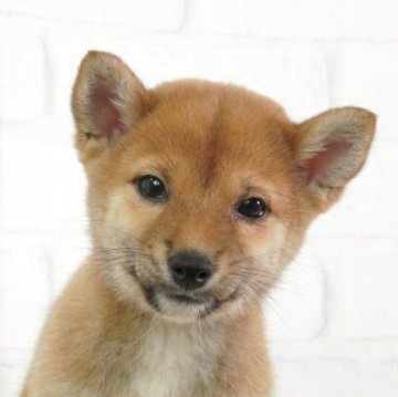 柴犬(豆柴)【大阪府・女の子・2025年3月6日・赤】の写真「日本で一番古い豆柴犬舎」