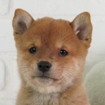 柴犬(豆柴)【大阪府・男の子・2024年6月2日・赤】の写真「一番古い豆柴犬舎　躾の入った賢い子です。　」