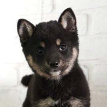 柴犬(豆柴)【大阪府・女の子・2025年1月23日・黒】の写真「日本で一番古い豆柴専門犬舎の本物の豆柴」
