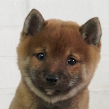 柴犬(豆柴)【大阪府・男の子・2024年11月22日・赤】の写真「日本で一番古い豆柴専門犬舎の本物の豆柴」