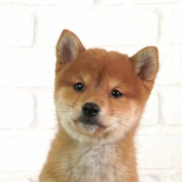 柴犬(豆柴)【大阪府・男の子・2025年1月26日・赤】の写真「日本で一番古い豆柴専門犬舎の本物の豆柴」