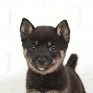 柴犬(豆柴)【大阪府・女の子・2025年4月26日・黒】の写真「日本で一番古い豆柴専門犬舎の本物の豆柴」