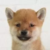 豆柴