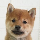 柴犬