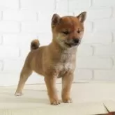 豆柴【大阪府・女の子・2025年1月8日・赤】の写真2