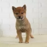 豆柴【大阪府・女の子・2025年1月8日・赤】の写真3