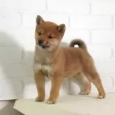 豆柴【大阪府・女の子・2025年1月8日・赤】の写真4