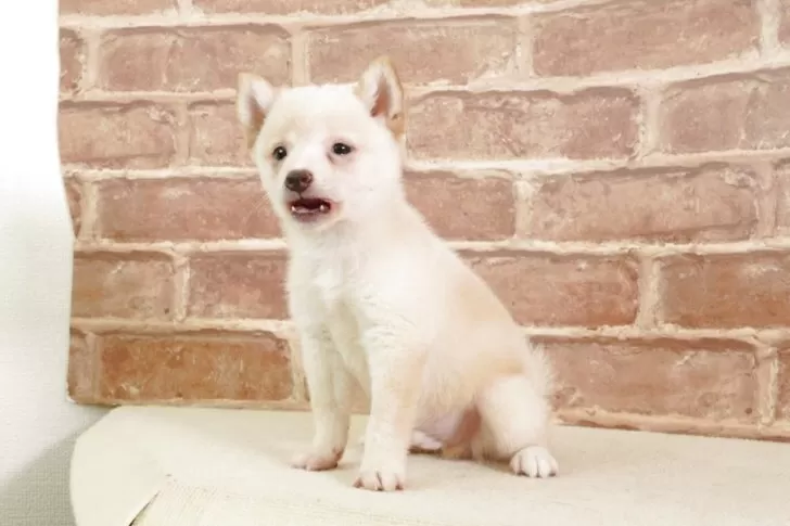 豆柴【大阪府・男の子・2025年7月26日・白】日本で一番古い豆柴専門犬