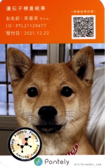 豆柴【・女の子・2021年6月4日・赤】