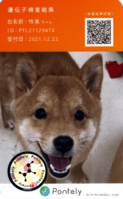 柴犬(標準サイズ)【・女の子・2021年5月19日・赤】