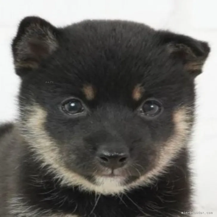 ID:2310-05996の子犬