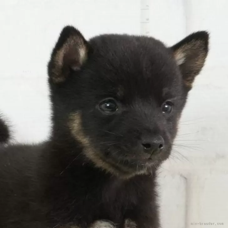 ID:2408-01154の子犬