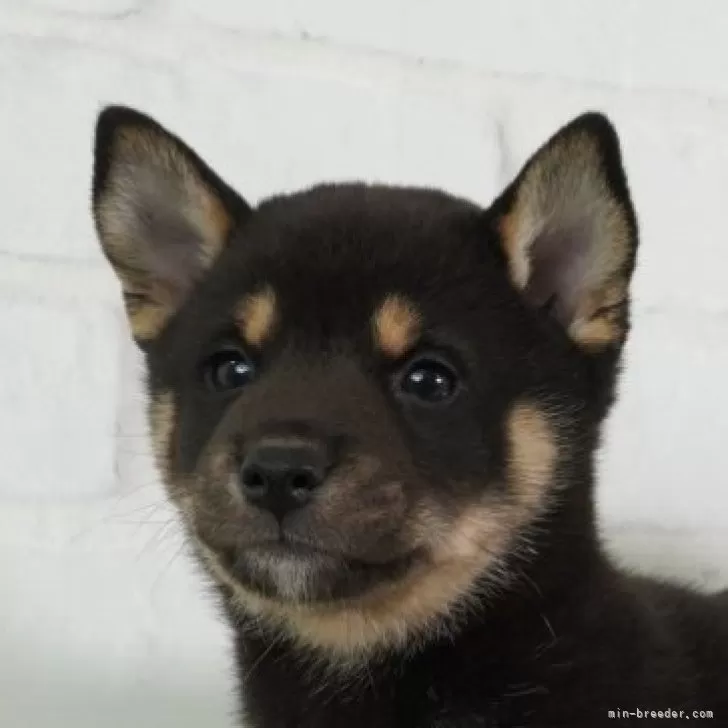 ID:2410-01335の子犬