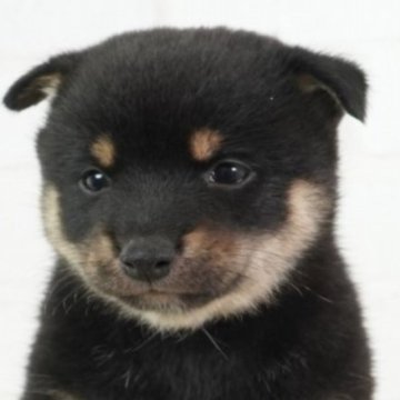 柴犬(豆柴)【大阪府・男の子・2023年7月25日・黒】の写真「犬種豆柴　固定化された本物の豆柴です。」