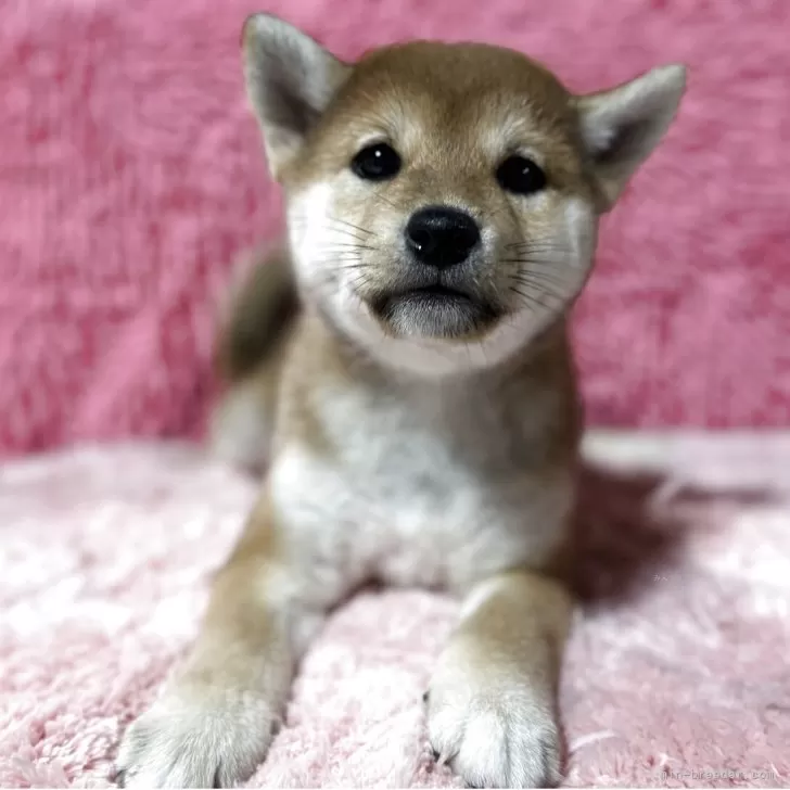 柴犬(標準サイズ)【三重県・女の子・2025年2月26日・赤色】の写真1