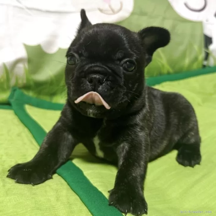 ちくわぶ 様のお迎えした子犬