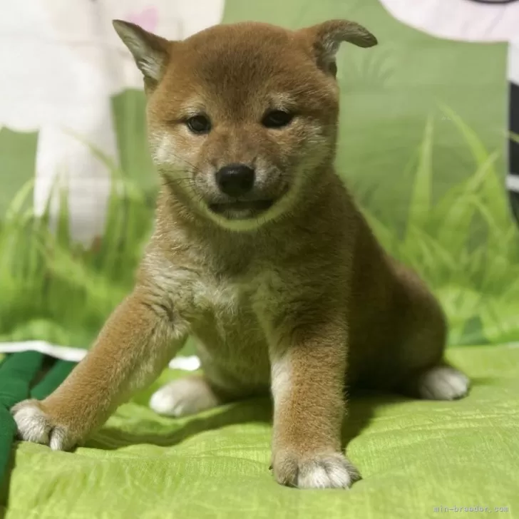 柴犬(標準サイズ)【三重県・女の子・2025年8月7日・赤色】の写真1