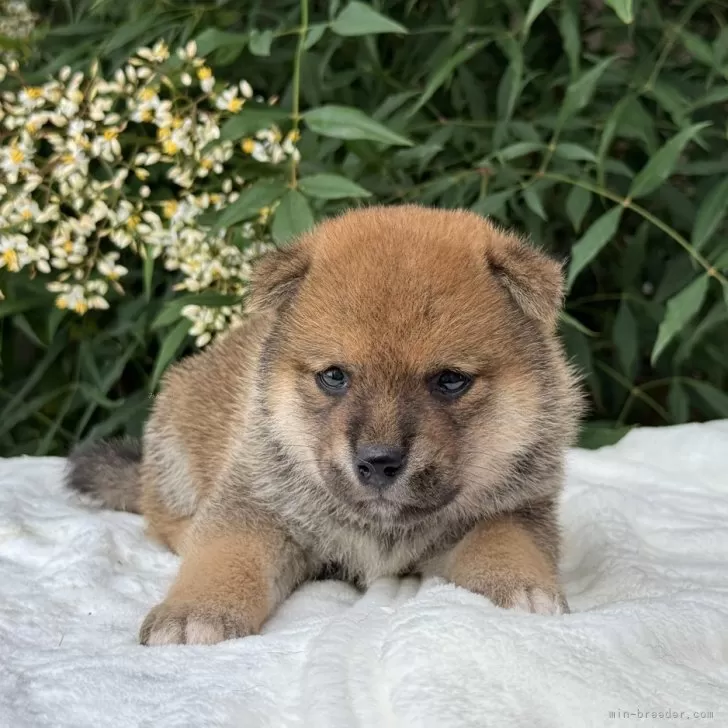 ID:2506-04003の子犬