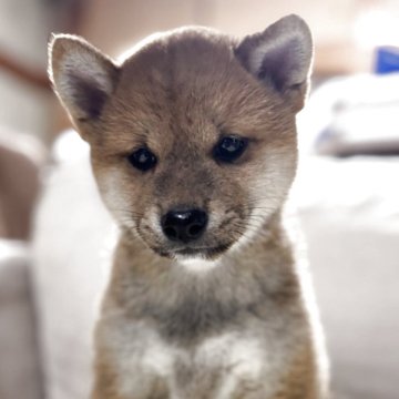 柴犬(標準サイズ)【三重県・男の子・2025年6月13日・赤色】の写真「可愛い男の子です。」