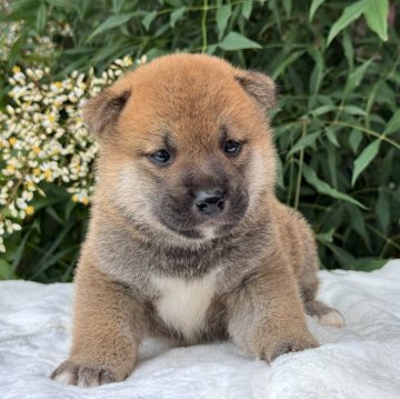 柴犬(標準サイズ)【三重県・男の子・2025年5月17日・赤色】の写真「血筋の良い可愛い男の子」