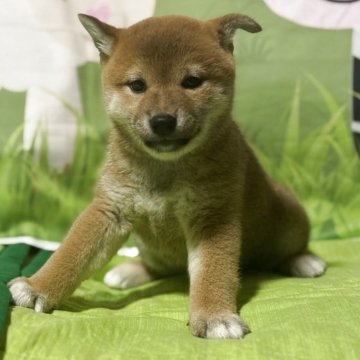 柴犬(標準サイズ)【三重県・女の子・2025年8月7日・赤色】の写真「キレイな赤色の女の子」