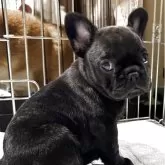 フレンチブルドッグ