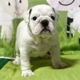 ブルドッグ
