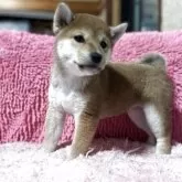 柴犬(標準サイズ)【三重県・女の子・2025年2月26日・赤色】の写真2