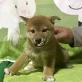 柴犬(標準サイズ)【三重県・女の子・2025年8月7日・赤色】の写真2