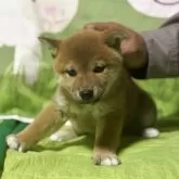 柴犬(標準サイズ)【三重県・女の子・2025年8月7日・赤色】の写真3