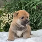 柴犬(標準サイズ)【三重県・男の子・2025年5月17日・赤色】の写真3